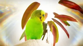 Budgie singing for 1 Hour Happy song!