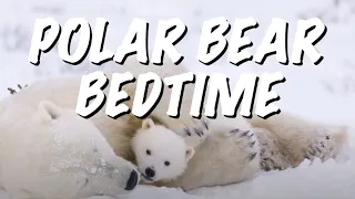 Polar Bear Cubs Sleeping Peacefully With Their Mother (ASMR relaxation)