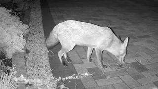 Bushy tail fox. We feed him more than 3 weeks. 🤣👍