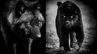 Awesome Melanistic Animals