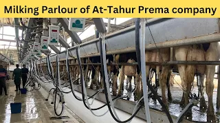 Milking Parlour at Prema Dairy || Parallel Milking Parlour at AT-Tahur Dairy Farm  || Urdu || Hindi