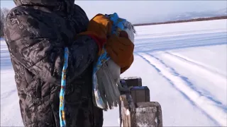 На Камчатке выпускают на свободу изъятых у браконьеров кречетов