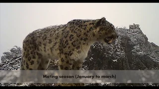 My Journey Into Snow Leopard Photography