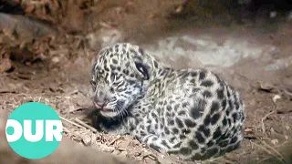 Incredibly Cute Newborn Jaguar Cub | Our World