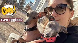 We have TWO Italian Greyhounds 😲 !!! (for a week) | VLOG #19