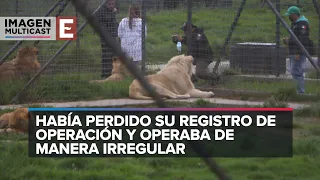 Así era la actividad del Back Jaguar-White Tiger, el santuario de felinos en el Ajusco