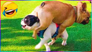Funny Dog And Cat 😍🐶😻 Funniest Animals #189