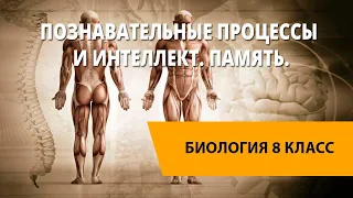 Познавательные процессы и интеллект. Память