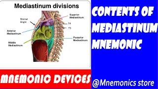 The contents of mediastinums and their mnemonics