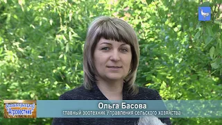 Перевод животных на летне - пастбищное содержание