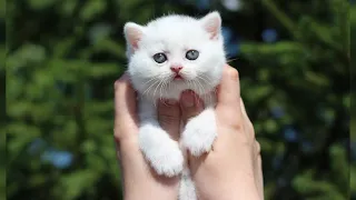 Cutest kittens | cute kittens meowing