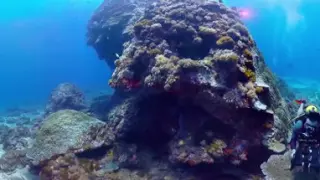 Nuotare con Video vr 360  Genova delfini video vr 360 Milano Acquario