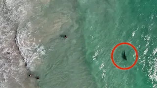 Shark Swims Dangerously Close To Unaware Beach Goers