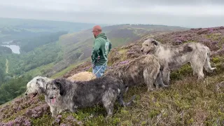 Austonley Irish Wolfhounds - This is what it’s all about.  Out with the hounds.