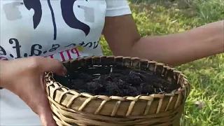 Picking Southern California Mulberry Variety..