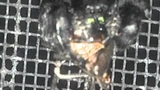 Spider eats stink bug 1