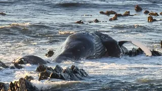 Humpback whale carcass washes up at Cape Town Beach