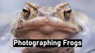 If you haven't Photographed Them yet, you Missed something - Photographing Frogs