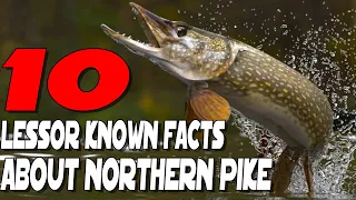 Top 10 Lessor Known Facts About Northern Pike