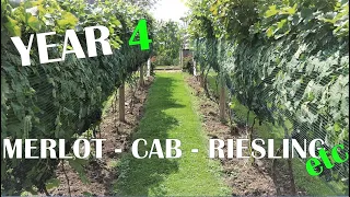 Backyard Vineyard Walk Through - Year 4