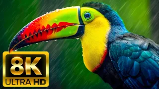 ANIMALS OF AMAZON JUNGLE in 8K Ultra HD (60FPS) - That Call The Jungle Home | Amazon Rainforest