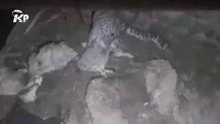 Snow leopard attacks an animal barn in Afghanistan | Wild Animals | Leopards