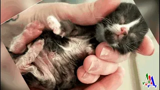 Новорожденного, слепого котёнка с последом выкинули в подъезд, он лежал на бетонном полу в луже