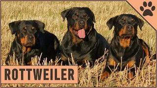 Rottweiler Dog Breed Information