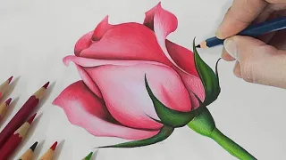 Easy Way To Draw a ROSE with Colored Pencils! (Step-BY-Step)