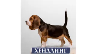 Хендлинг