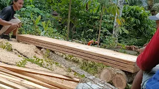 membelah kayu waru Gombong Jawa untuk dijadikan Reng menggunakan chainsaw stihl ms 382