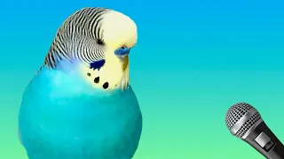 Budgie talking and singing to his flock