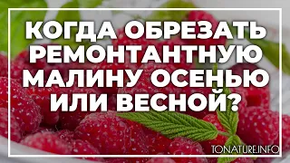 Когда обрезать ремонтантную малину осенью или весной? | toNature.Info