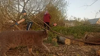 Будничный день за 15 мая / уборка в огороде / посадка саженцев.   #уборка #саженцы  #посадка