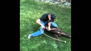 Calf Roping dummy -How to tie the Tuf Kaf correctly