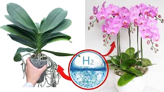 Orchids are beautiful forever if you know this secret | Just hydrogen peroxide