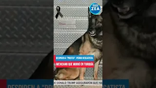 Despiden a "Proteo", perro rescatista mexicano que murió en #Turquía | Shorts | Zea