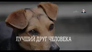 Лучший друг человека. Взгляд каббалиста