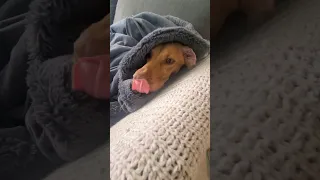 Vizsla puppy in her cozy cave 🧡🐶 #puppyvideos #shorts #shortsfeed #animallover #puppy #dog