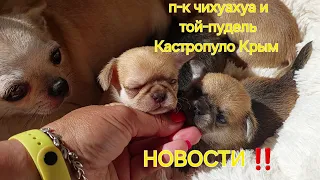 ХРИСТОС ВОСКРЕСЕ ❤️ НОВОСТИ ПИТОМНИК ЧИХУАХУА И ТОЙ-ПУДЕЛЬ КАСТРОПУЛО КРЫМ #chihuahua #puppy