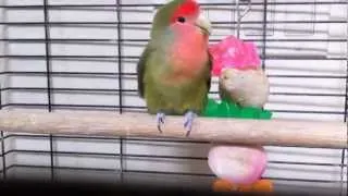 Lovebird EXPLOSION!