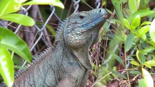 Дикие острова. Невиданные острова. Частицы Рая. Док фильм Nat Geo Wild HD