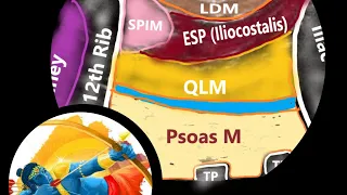 Subcostal Quadratus Lumborum (QL) Block : Anatomy, Sonoanatomy,& Target site