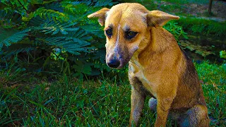 This Dog Was Sad Because His Owner Left Him, Years Later, He Decided to Look For it and Then !