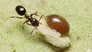 Myrmecochory - seed dispersal by ants