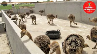 Amazing Ostrich Farming, How to Hatch Ostrich Eggs?, How to Raise Ostrich Chicks?, Modern Poultry