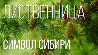 Лиственница: Символ Сибири | Интересные факты про деревья