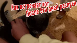 Встреча с Котом После 5ти Дней Разлуки