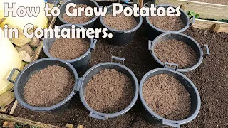 How to Grow Potatoes in Containers