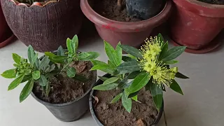 Xanthostemon 🌱plant/first Love❤/golden penda care#gardening with geet Kumar.